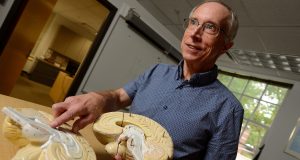 Hopkins Neuroscience Professor Michael McCloskey points to the center of a plastic model of a brain that has been cut in half.