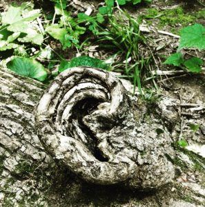 a log shaped like an ear near greenery on the forest floor