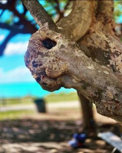 a knot on a tree that looks like the face of a rabbit with ears, eyes, nose, and mouth
