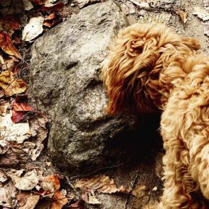 a dog sniffing a rock that looks like it has an eye, nose, and smile