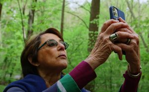 Pat Bernstein takes photos with her iphone while walking in a forest